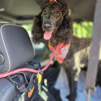 Bailey -  Standard Poodle Dog for Adoption in Guthrie, Oklahoma - Bailey | PetCurious