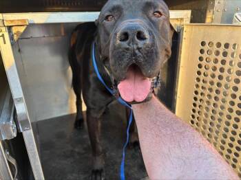 Presa Canario and Mixed Breed Dogs Available for Adoption - LENOX | PetCurious