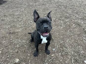 SMOKE -  Pit Bull Terrier Dog for Adoption in Mckinleyville, California - SMOKE | PetCurious