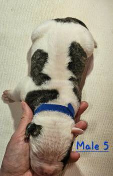 American Bulldog Dogs Available for Sale - Spotty | PetCurious
