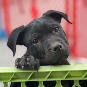 Rottweiler Dogs Available for Adoption in Griswold, Connecticut - Bean Sprout | PetCurious
