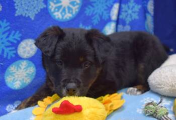 Australian Cattle Dog Blue Heeler Dogs Available for Adoption - Rio | PetCurious