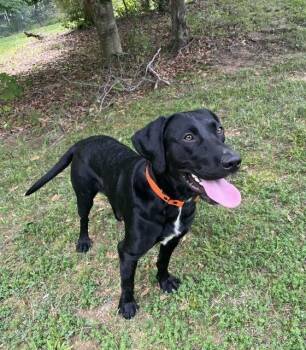 Drake -  Labrador Retriever Dog for Adoption in Mocksville, North Carolina - Drake | PetCurious