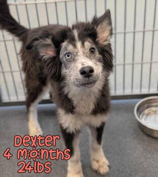 Mixed Breed Dogs Available for Adoption - DEXTER | PetCurious