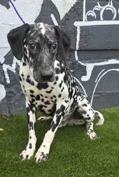 Rescue Dalmatian Dogs for Adoption in New York, New York - Gemini *foster Needed* | PetCurious