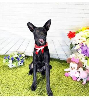 IZZY -  Labrador Retriever Dog for Adoption in Castro Valley, California - IZZY | PetCurious