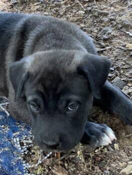 Cilantro Lonestar -  Labrador Retriever Dog for Adoption in Rockaway, New Jersey - Cilantro Lonestar | PetCurious
