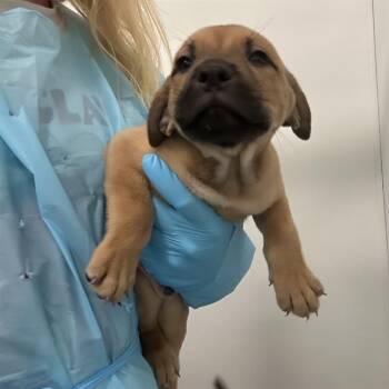 A808502 -  American Staffordshire Terrier Dog for Adoption in San Antonio, Texas - A808502 | PetCurious
