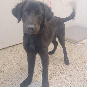 Stanley -  Labrador Retriever and Collie Dog for Adoption in Hattiesburg, Mississippi - Stanley | PetCurious