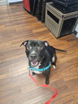 Ghost -  Pit Bull Terrier Dog for Adoption in Bloomington, Indiana - Ghost | PetCurious
