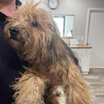 Taz -  Cairn Terrier Dog for Adoption in Richmond Hill, Georgia - Taz | PetCurious