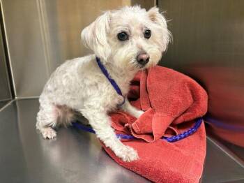 Maltese and Poodle Dogs Available for Adoption in Tustin, California - MANNY | PetCurious