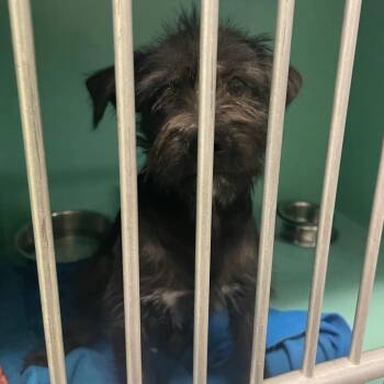 Willow pka Callie -  Terrier Dog for Adoption in Spokane, Washington - Willow Pka Callie | PetCurious