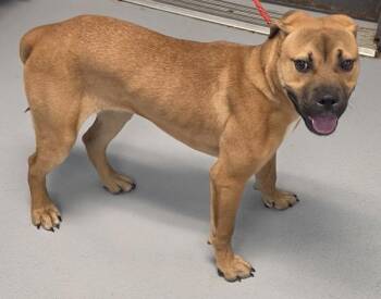 Pen 198 Maryland -  Labrador Retriever and Black Mouth Cur Dog for Adoption in Lawrenceville, Georgia - Pen 198 Maryland | PetCurious