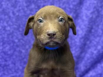 Rescue Labrador Retriever and Shepherd Dogs for Adoption in Portland, Oregon - Almond | PetCurious
