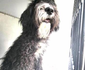 Poodle and Mixed Breed Dogs Available for Adoption in Houston, Texas - A654660 | PetCurious