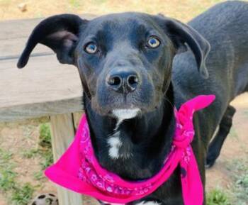 Labrador Retriever and Mixed Breed Dogs Available for Adoption in Seneca, South Carolina - GiGi $85 | PetCurious