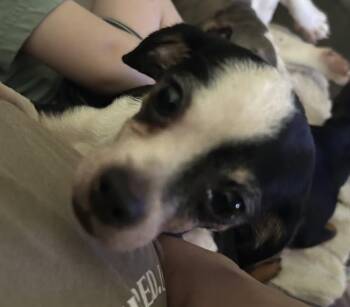 Chihuahua Dogs Available for Adoption - Dale | PetCurious