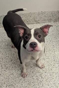 Adera -  Mixed Breed Dog for Adoption in Atlanta, Georgia - Adera | PetCurious