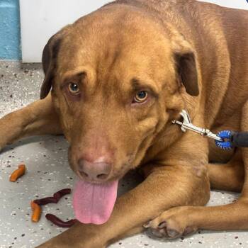 Labrador Retriever and Mixed Breed Dogs Available for Adoption in Indianapolis, Indiana - Journey | PetCurious