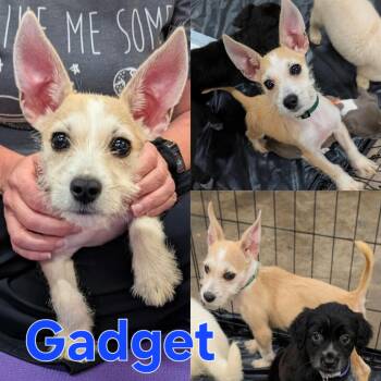 Gadget -  Chihuahua and Wirehaired Terrier Dog for Adoption in Dallas, Texas - Gadget | PetCurious