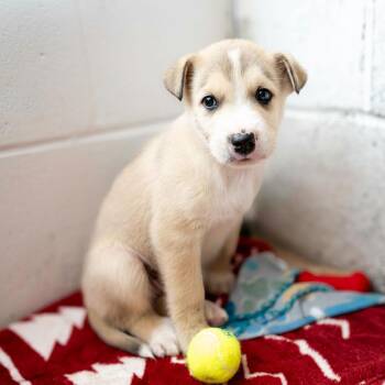 Husky Dogs Available for Adoption - Charming | PetCurious