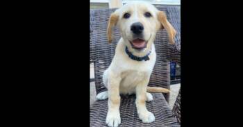 Labrador Retriever Dogs Available for Adoption in Dallas, Texas - The Tropical Boys: Papaya | PetCurious