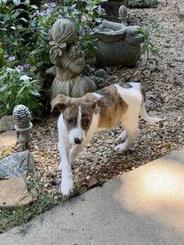 Everest -  Mixed Breed Dog for Adoption in Milton, Georgia - Everest | PetCurious