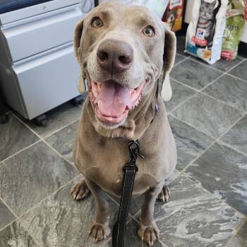 Weimaraner Dogs Available for Adoption in Clearwater, Florida - Ashe | PetCurious