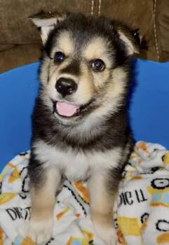 Shepherd Dogs Available for Adoption - Poof | PetCurious