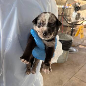 Melody -  Australian Cattle Dog Blue Heeler Dog for Adoption in Edinburg, Texas - Melody | PetCurious