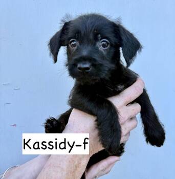 Terrier and Cockapoo Dogs Available for Adoption - Kassidy | PetCurious