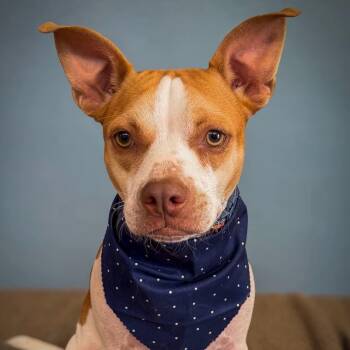 Hutch -  Boston Terrier and Staffordshire Bull Terrier Dog for Adoption in West Haven, Connecticut - Hutch | PetCurious
