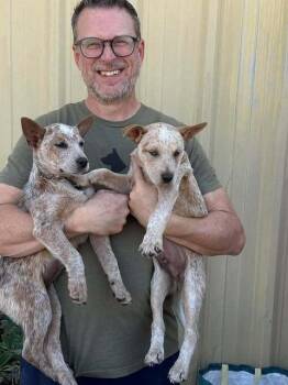 Australian Cattle Dog Blue Heeler Dogs Available for Adoption - Gone With The Wind: Scarlett | PetCurious