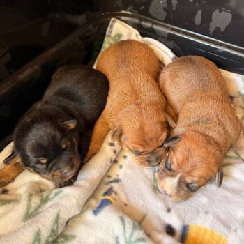 BB -  Mixed Breed Dog Available for Adoption in Tupelo, Mississippi - BB | PetCurious