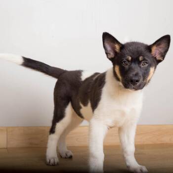 Salem D71411 -  Husky and Mixed Breed Dog for Adoption in Minnetonka, Minnesota - Salem D71411 | PetCurious