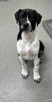 Labrador Retriever Dogs Available for Adoption - Tonic | PetCurious