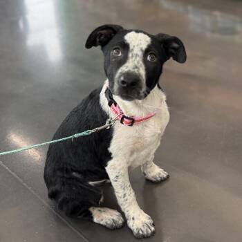 Mixed Breed Dogs Available for Adoption - Roxy | PetCurious