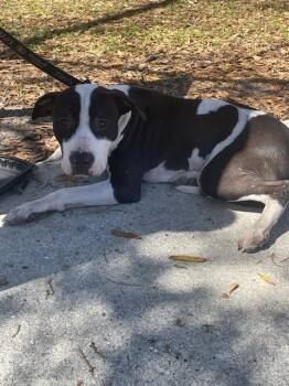 Mixed Breed Dogs Available for Adoption - A134608 | PetCurious