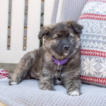 Rescue Norwegian Elkhound Dogs for Adoption in Fairfax, Virginia - Cocoa | PetCurious