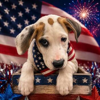 Heathcliff -  Mixed Breed Dog for Adoption in Lebanon, Tennessee - Heathcliff | PetCurious