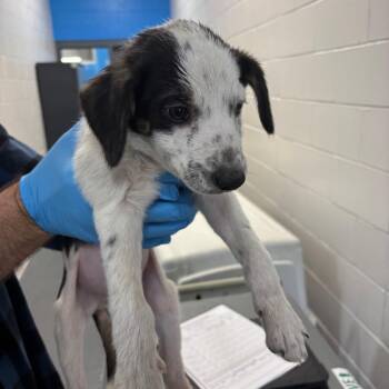 Australian Cattle Dog Blue Heeler Dogs Available for Adoption - Ivan | PetCurious