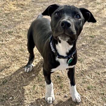 Pit Bull Terrier Dogs Available for Adoption - Lincoln | PetCurious