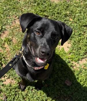 Labrador Retriever and Mastiff Dogs Available for Adoption in Los Angeles, California - Pepper | PetCurious