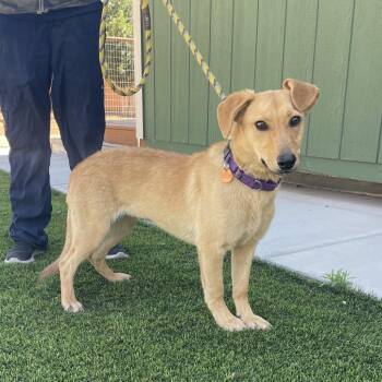 Mixed Breed Dogs Available for Adoption in Prescott, Arizona - Goldie | PetCurious
