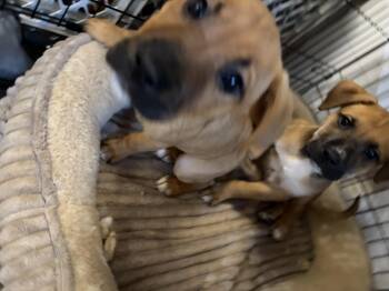 NEWCASTLE 2026-340 -  Labrador Retriever Dog for Adoption in Winder, Georgia - NEWCASTLE 2026-340 | PetCurious