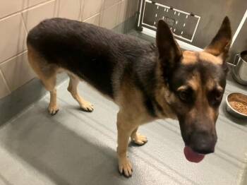 BOBOBO -  German Shepherd Dog Dog for Adoption in Baytown, Texas - BOBOBO | PetCurious