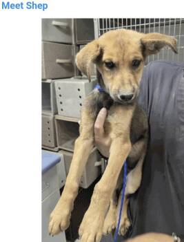 Shep -  Husky and German Shepherd Dog Dog for Adoption in Salt Lake City, Utah - Shep | PetCurious