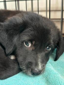 Retriever and Mixed Breed Dogs Available for Adoption in Saugus, Massachusetts - Luke | PetCurious
