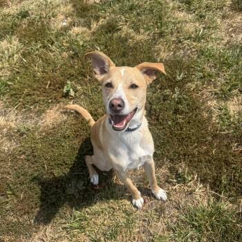 Bingo -  Beagle and Terrier Dog for Adoption in La Grande, Oregon - Bingo | PetCurious